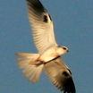 White-tailed Kite